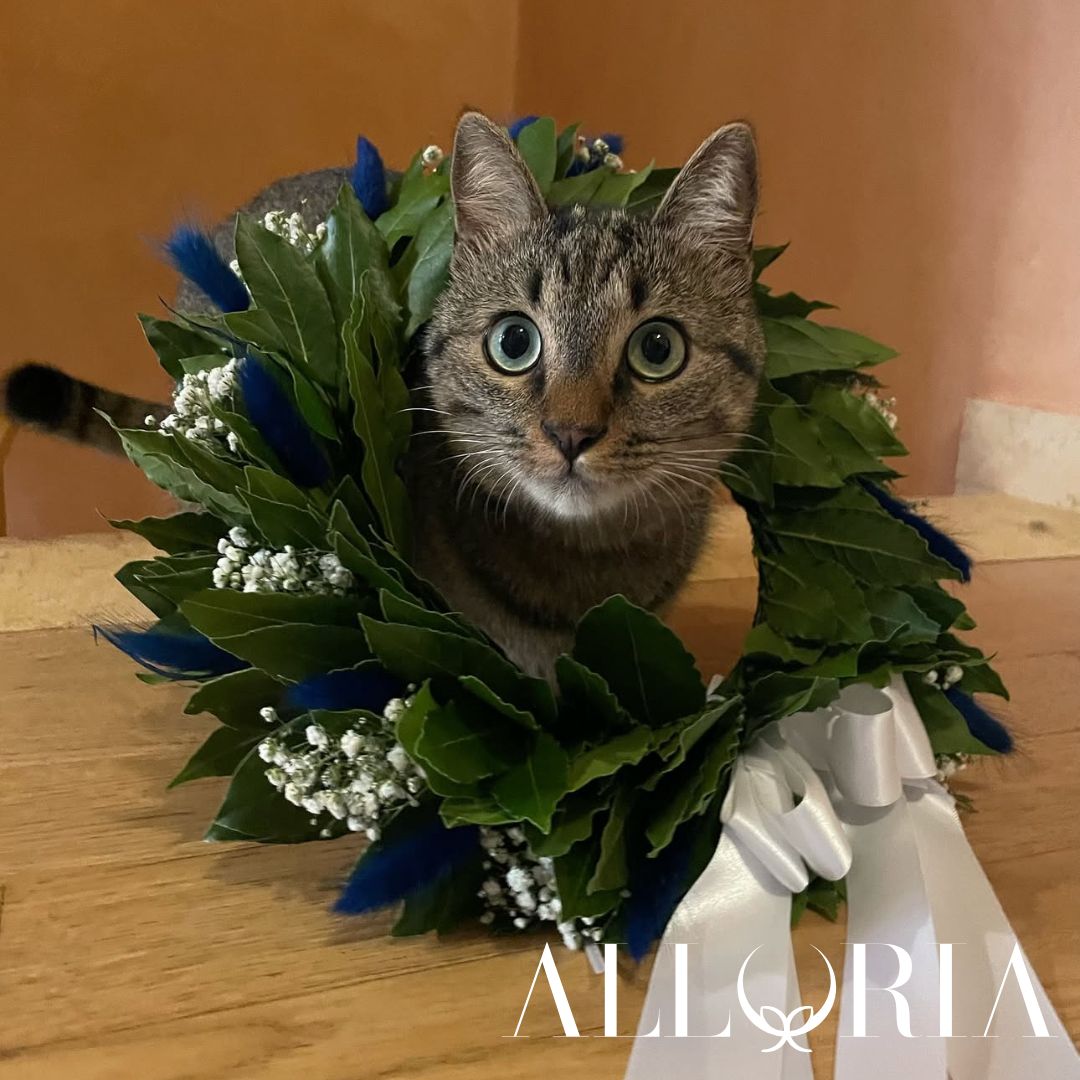 La Corona di Laurea in Alloro per il tuo Amico a 4 zampe